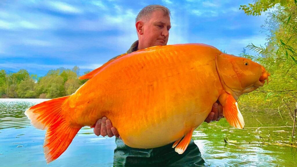 Carp are a species of freshwater fish