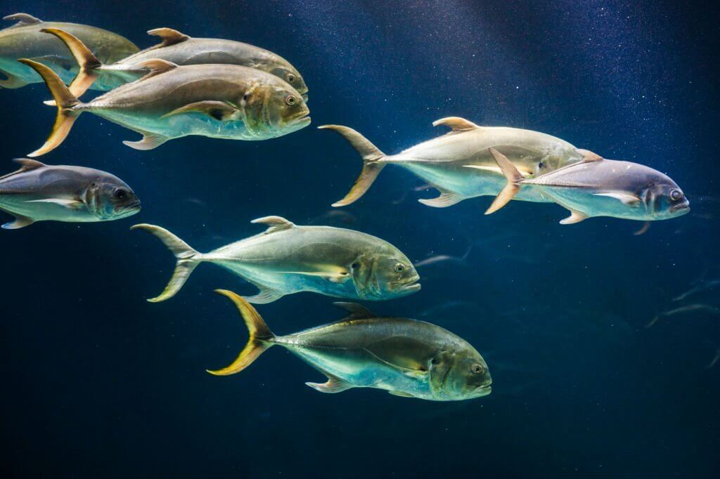 About Jack Crevalle Fish