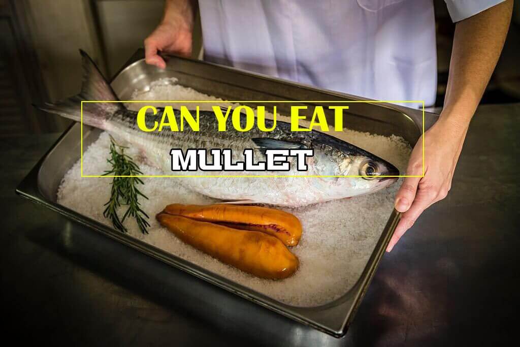 Can-You-Eat-Mullet-thumbnail