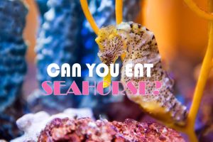 Can You Eat Seahorse?