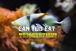 Can You Eat Triggerfish? How To Cook It?