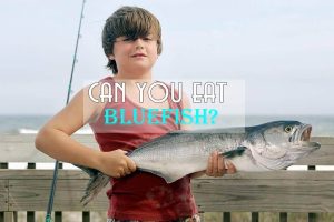 Can You Eat Bluefish?