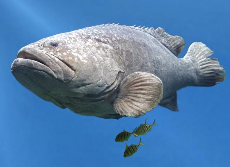 Can You Eat Goliath Grouper? | ouachitaadventures.comouachitaadventures.com