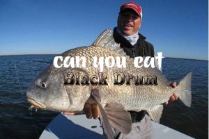 Can You Eat Black Drum?