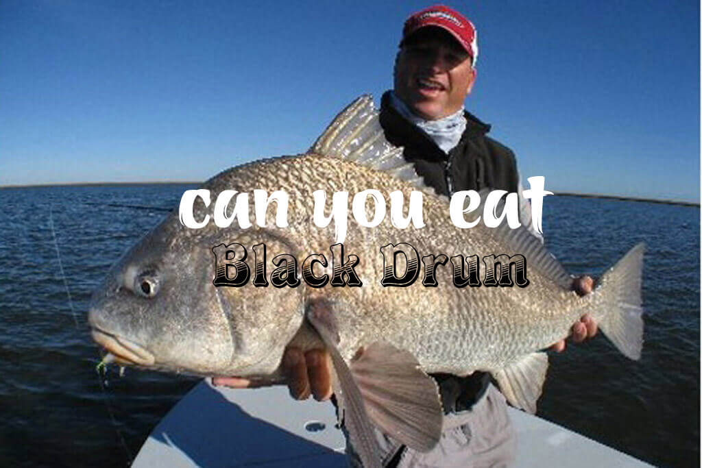 How-to-Catch-a-Black- Drum-thumbnail