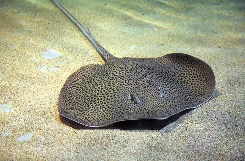 Is Stingray Safe to Eat