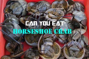 Can You Eat Horseshoe Crab?