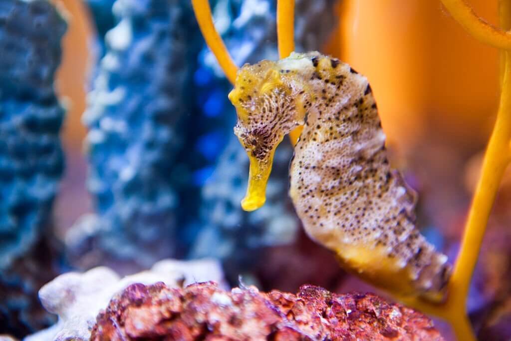 Benefits of Eating Seahorses