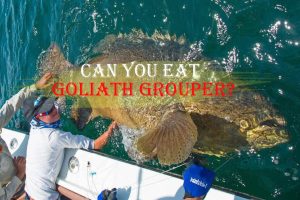Can You Eat Goliath Grouper?