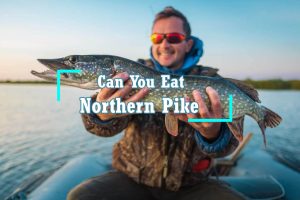 Can You Eat Northern Pike?