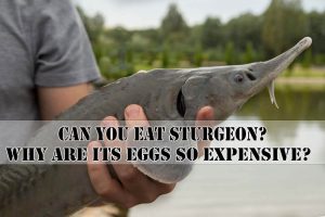 Can You Eat Sturgeon? Why are its eggs so expensive?