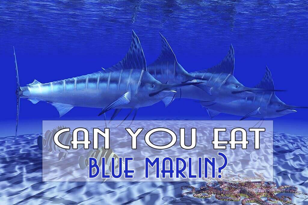 can you eat blue marlin