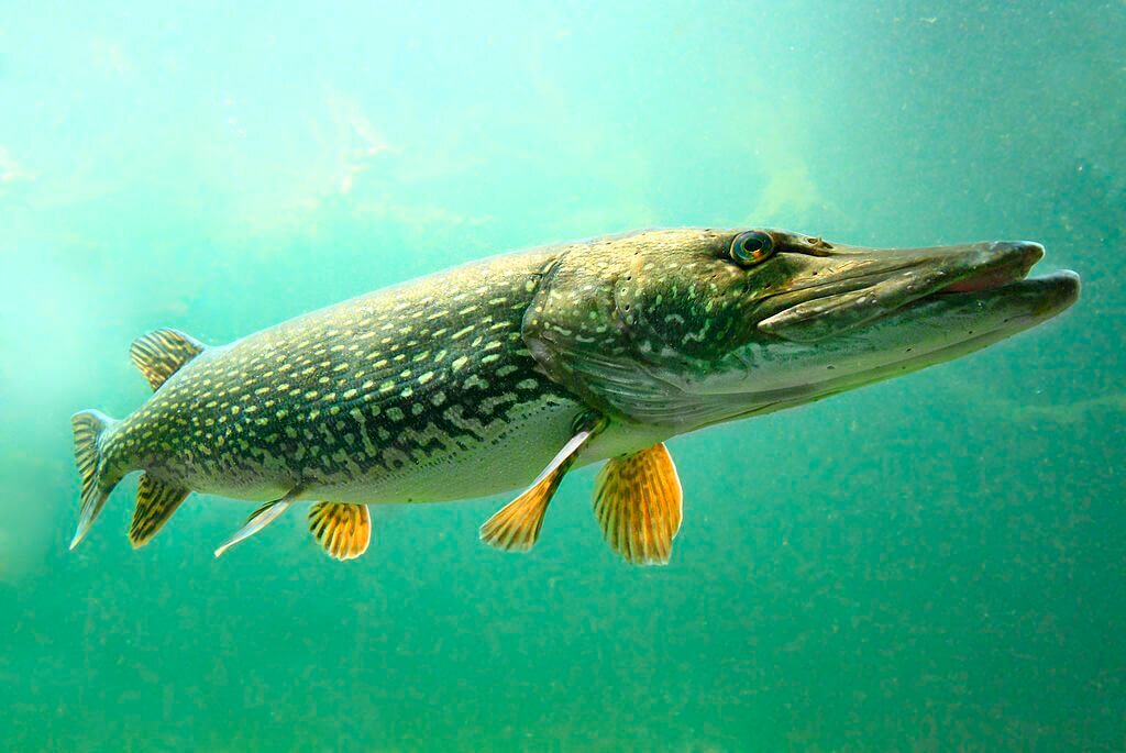 What is Northern Pike
