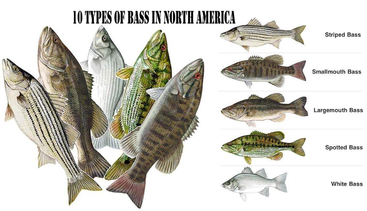 Freshwater Bass Species