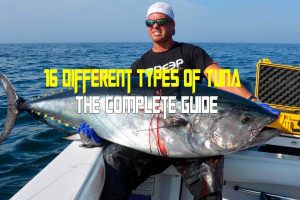 16 Different Types of Tuna : The Complete Guide
