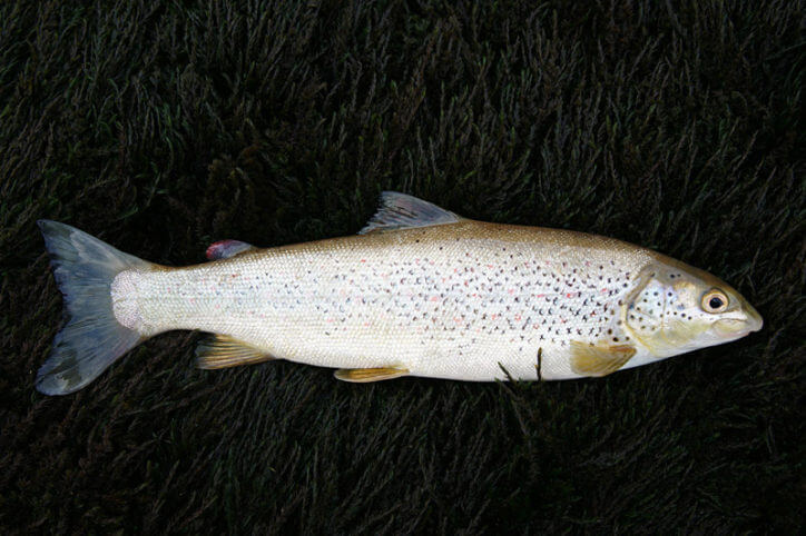 Adriatic Trout - Types of Trout