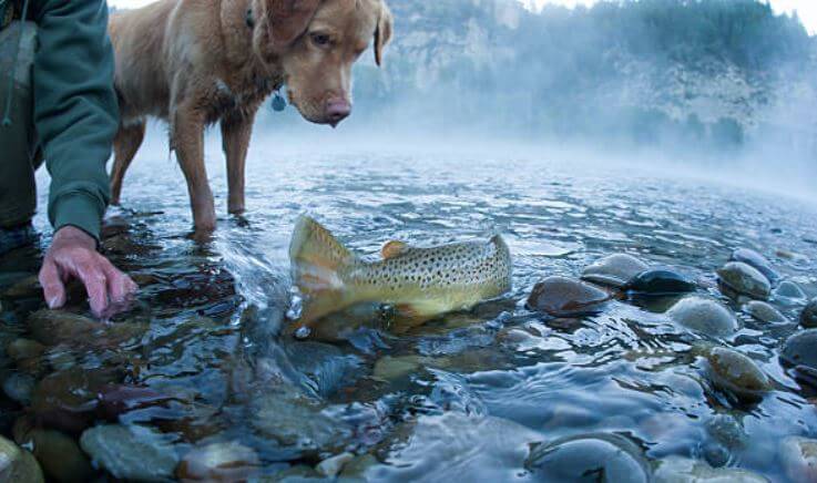 Advantages of Feeding Trout to Dogs