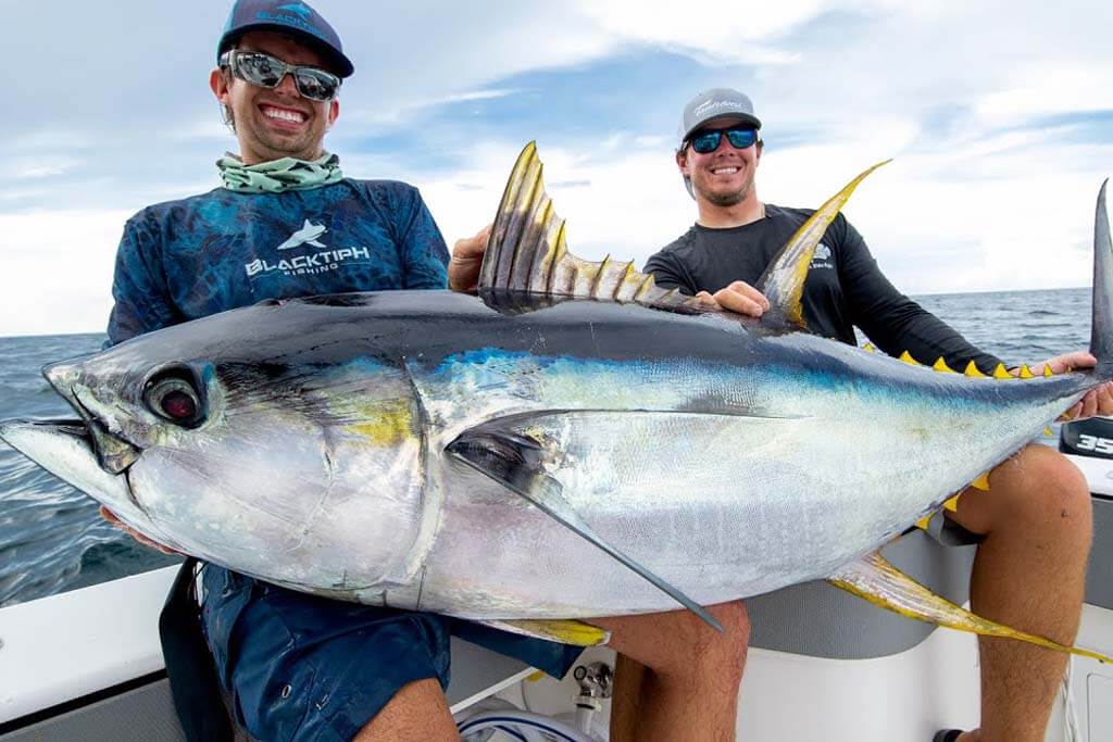 Albacore vs Yellowfin Tuna