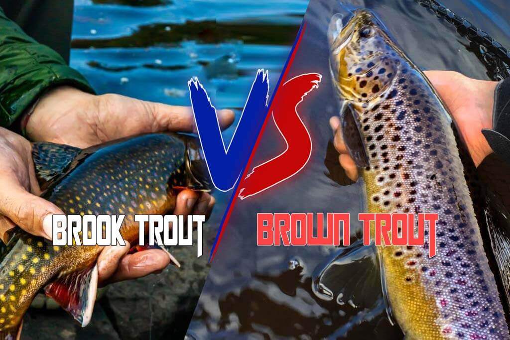 Brook Trout vs Brown Trout