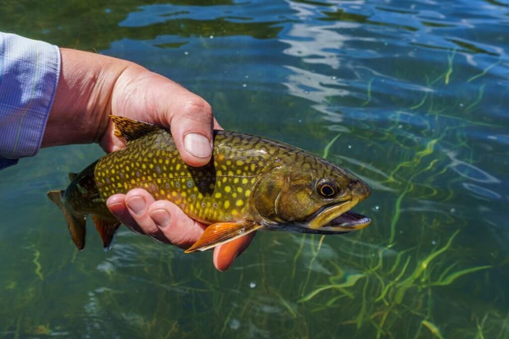 Brook Trout - Types of Trout