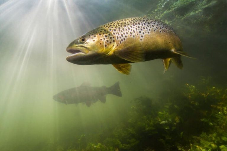 Brook Trout vs Brown Trout What Make Them Difference?