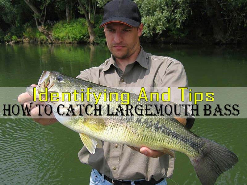 How to Catch Largemouth Bass thumbnail