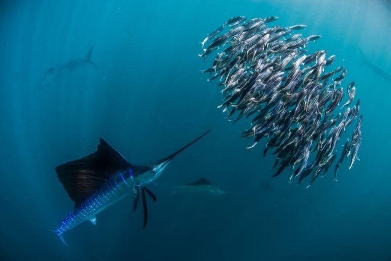 Sailfish Vs Swordfish Top 10+ Main