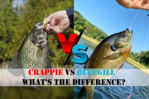 Crappie Vs Bluegill – What’s the Difference?