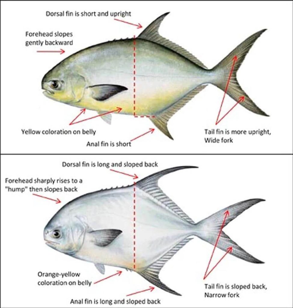 Difference between Permit vs Pompano