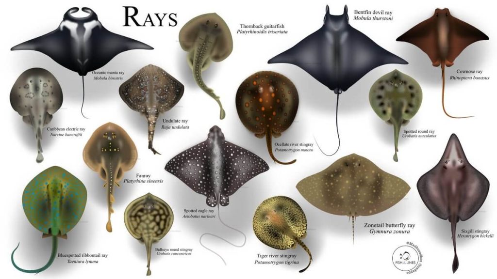 Different Types of Rays