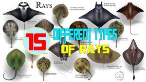15  Different Types of Rays With Pictures