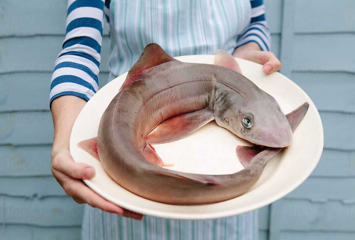 Can You Eat A Spiny Dogfish Fish