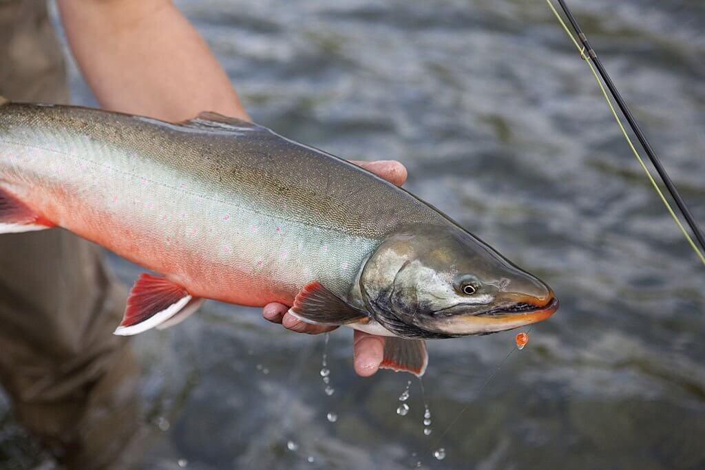 Dolly Varden Trout - Types of Trout
