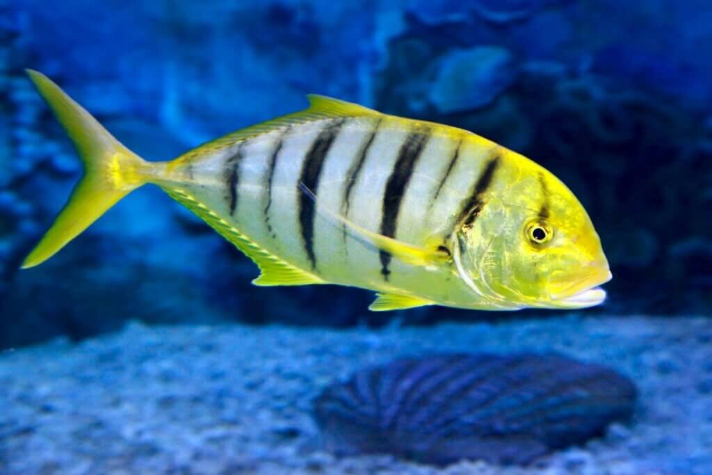 Golden Trevally