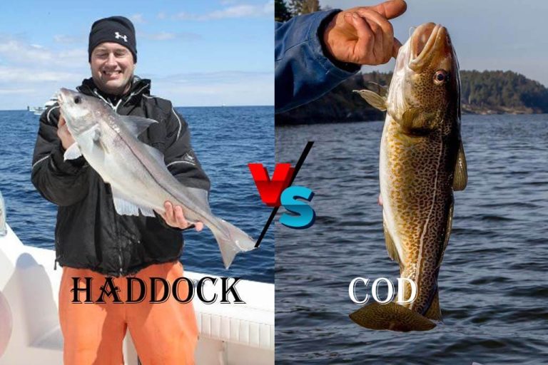 Haddock vs Cod Which One is Right For You? ouachitaadventures