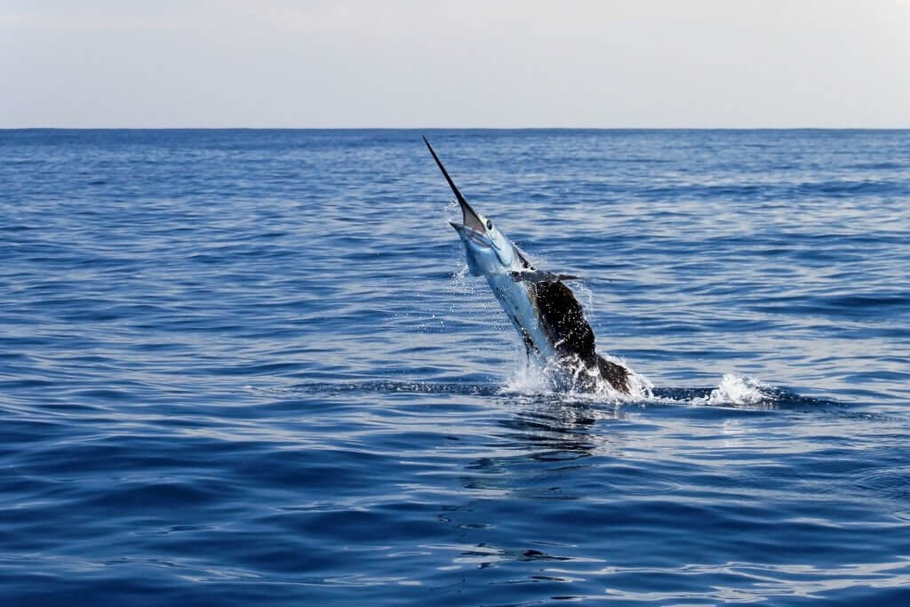 How to fish for sailfish