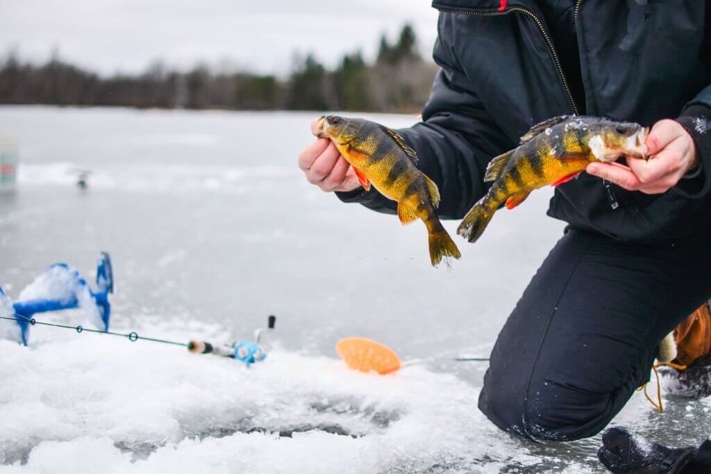 Ice Fishing For Perch in 2022