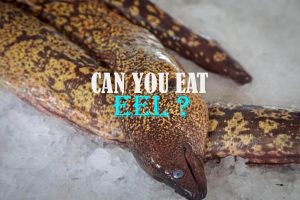 Can You Eat Eel and How Does It Taste?