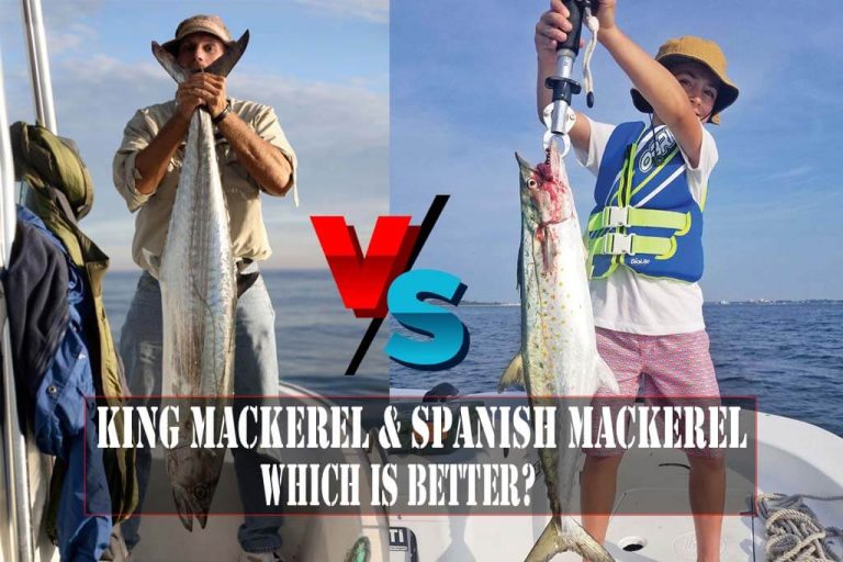 King Mackerel Vs Spanish Mackerel The Key Difference