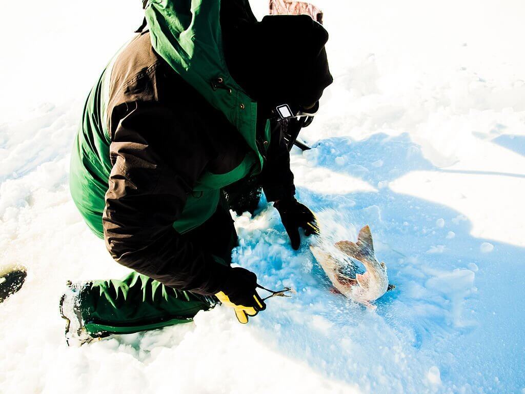 Lake Trout in Ice Water