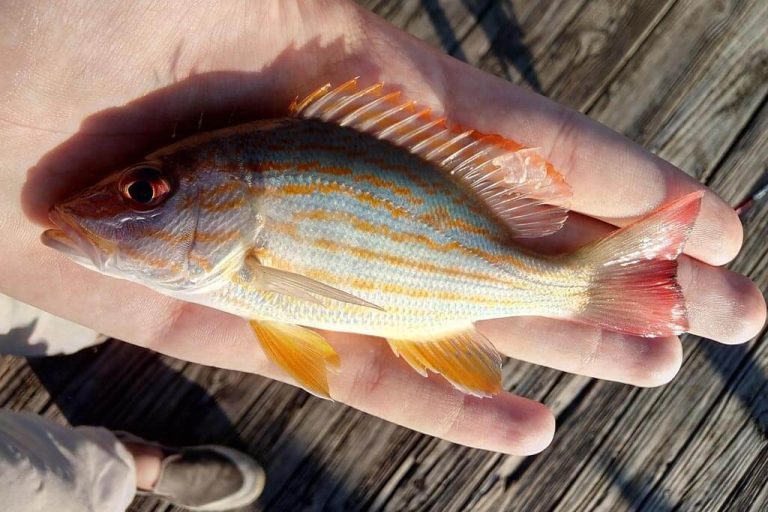 12 Types of Snapper to Catch In Florida The Quick Guide