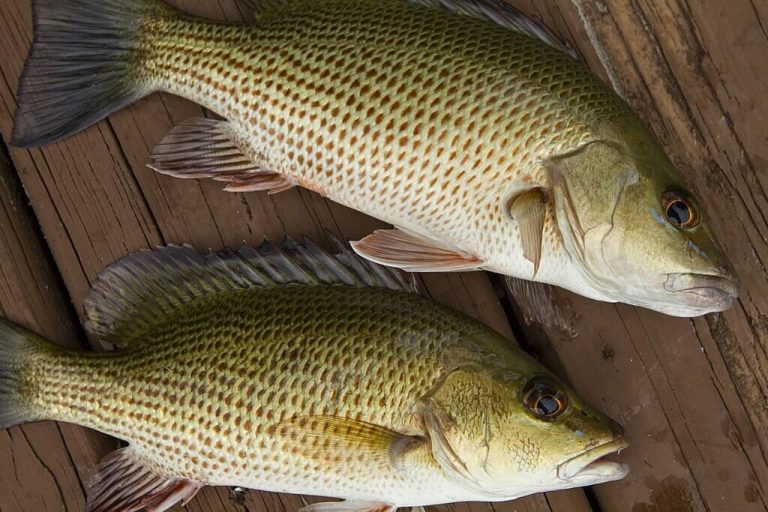 12 Types of Snapper to Catch In Florida: The Quick Guide ...
