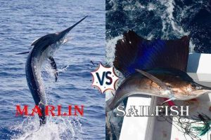 Marlin Vs Sailfish: Weird difference