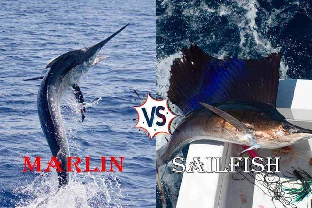 Marlin Vs Sailfish