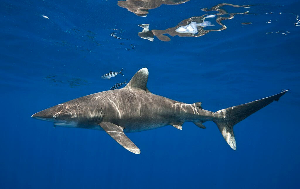 Oceanic Whitetip Sharks