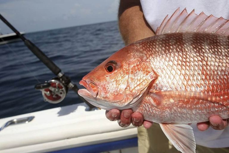 12 Types of Snapper to Catch In Florida The Quick Guide
