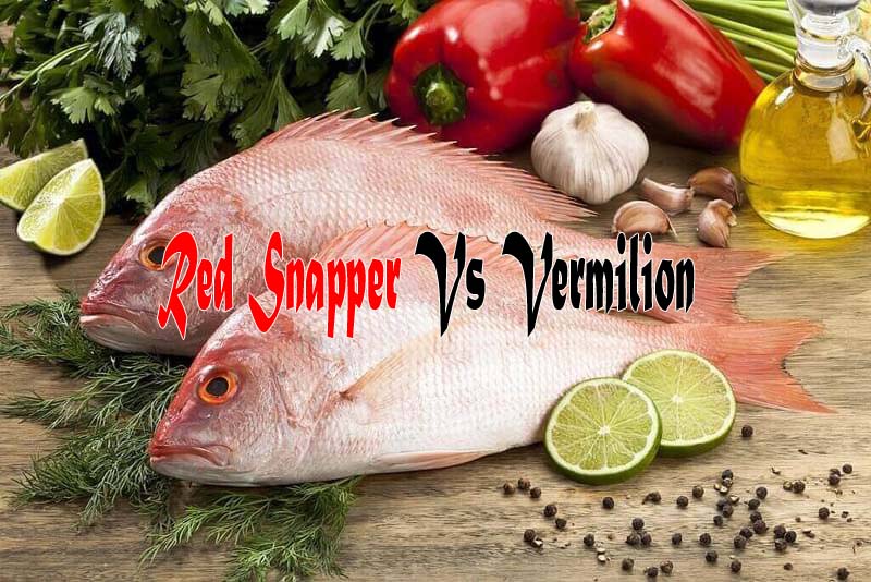 Red snapper vs vermilion thumbnail