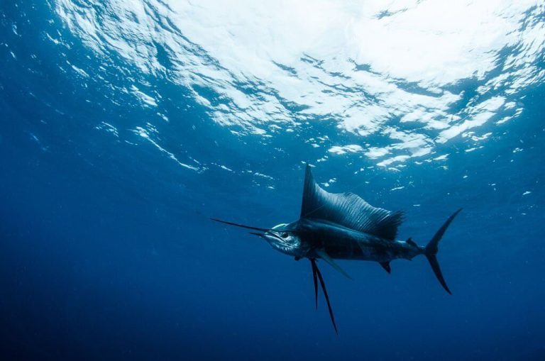 Sailfish Vs Swordfish Top 10+ Main