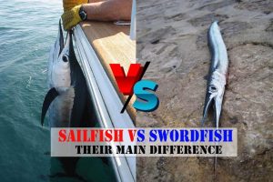 Sailfish Vs Swordfish – Their Main Difference