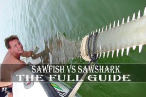 Sawfish Vs Sawshark – The Full Guide